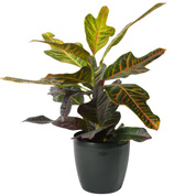 Croton Excellent  + Cachep Antracite